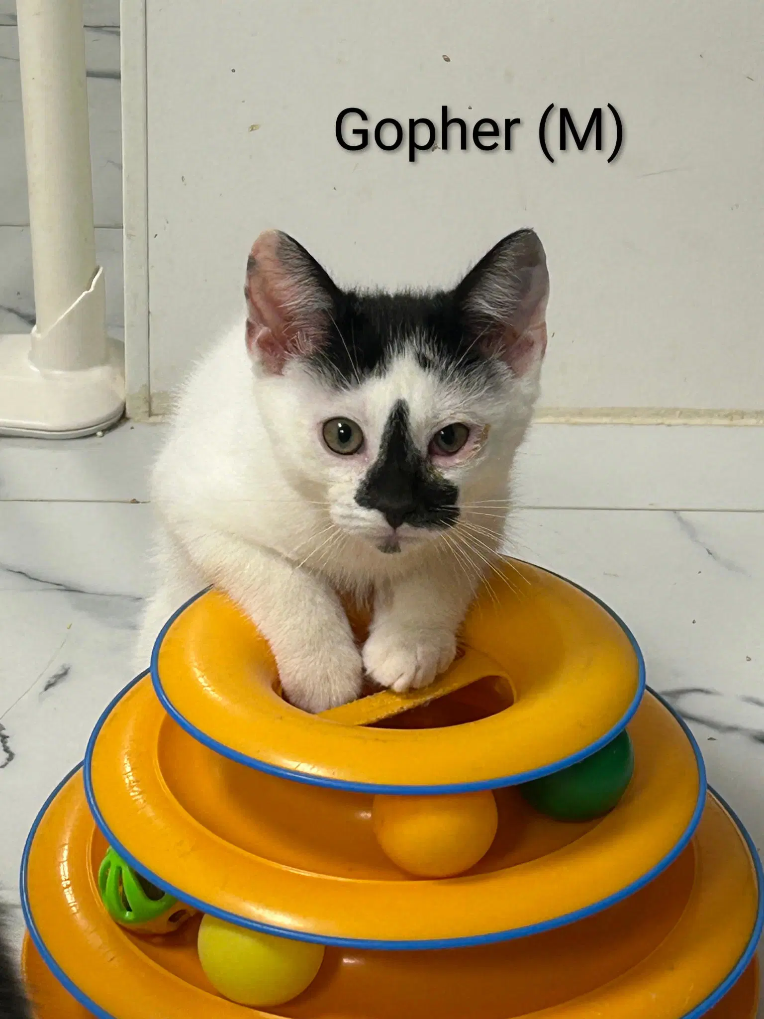 Gopher image 1