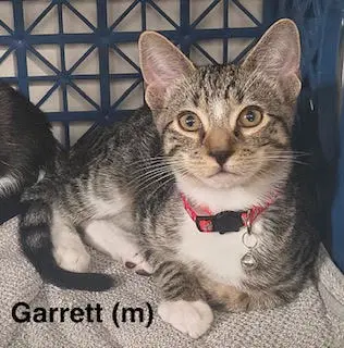 Garrett - Domestic Short Hair