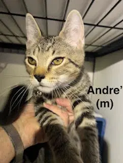 Andre' - Domestic Short Hair