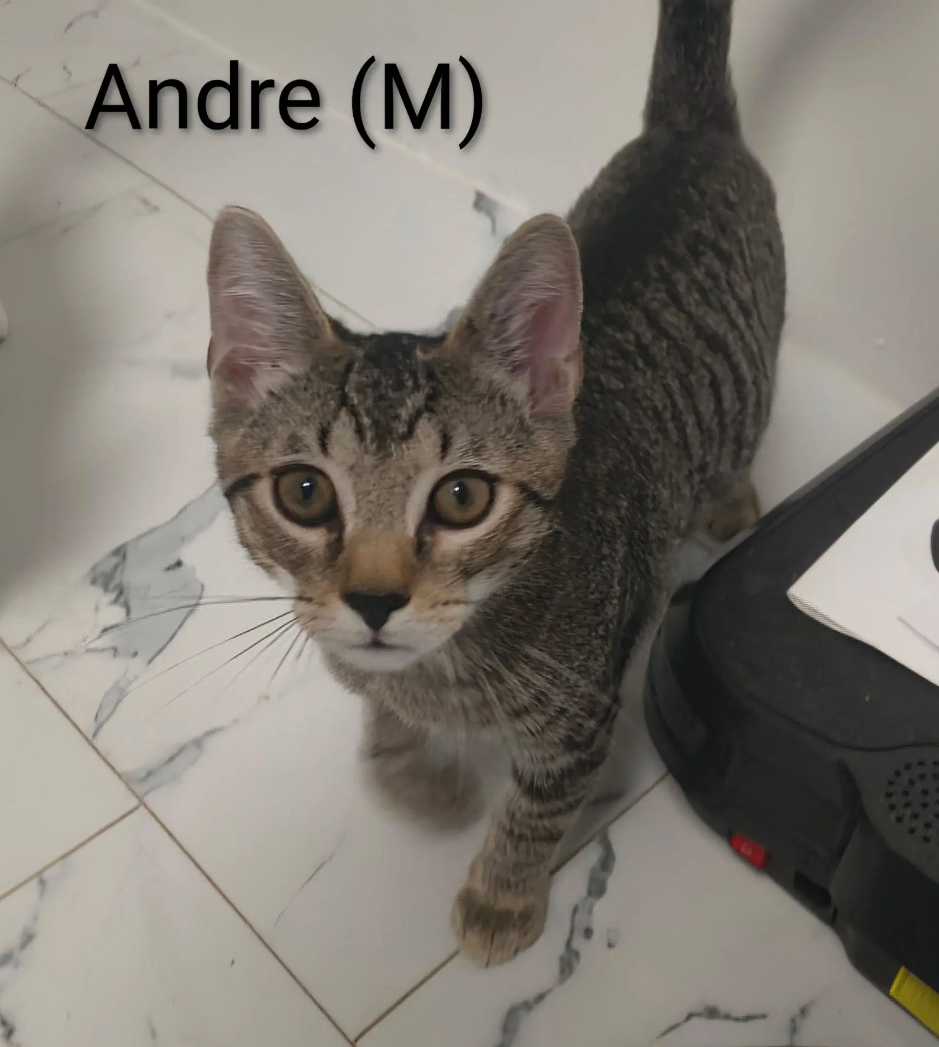 Andre' - Domestic Short Hair