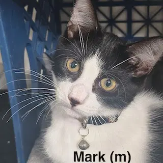 Mark - Domestic Short Hair
