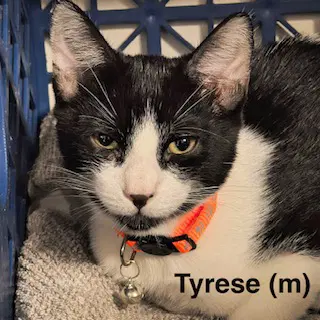 Tyrese - Domestic Short Hair