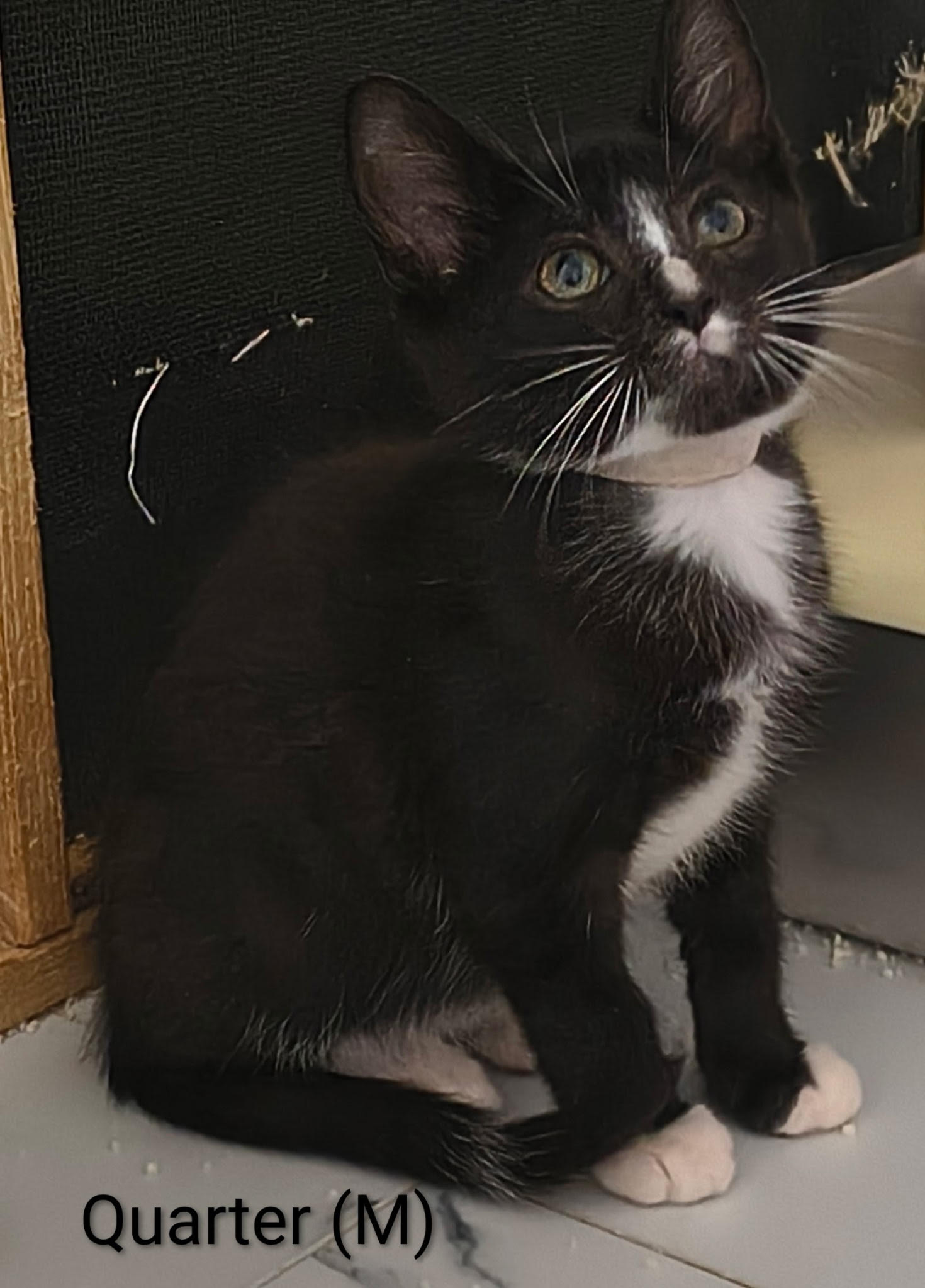 Quarter, Domestic Short Hair