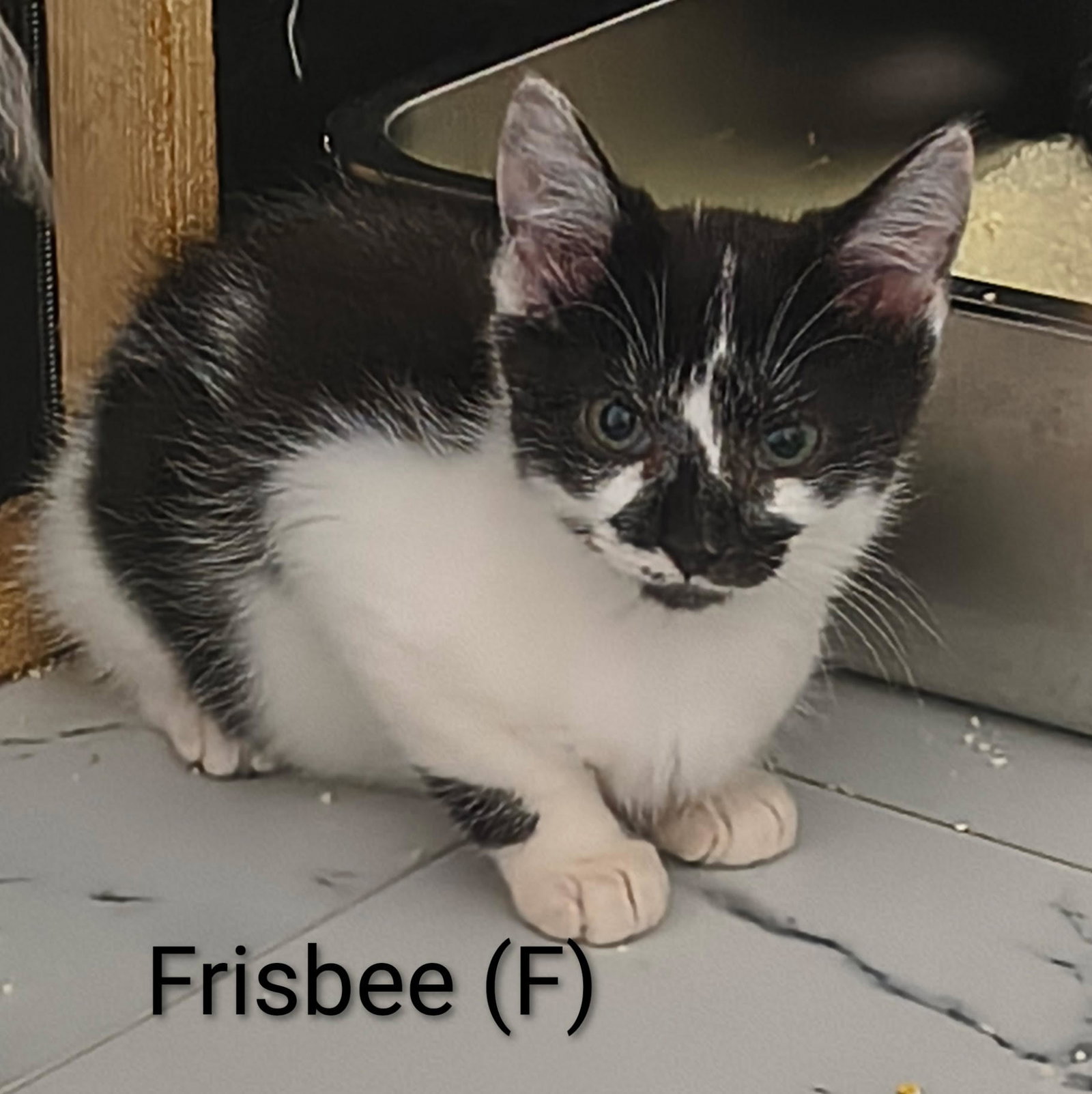 Frisbee, Domestic Short Hair