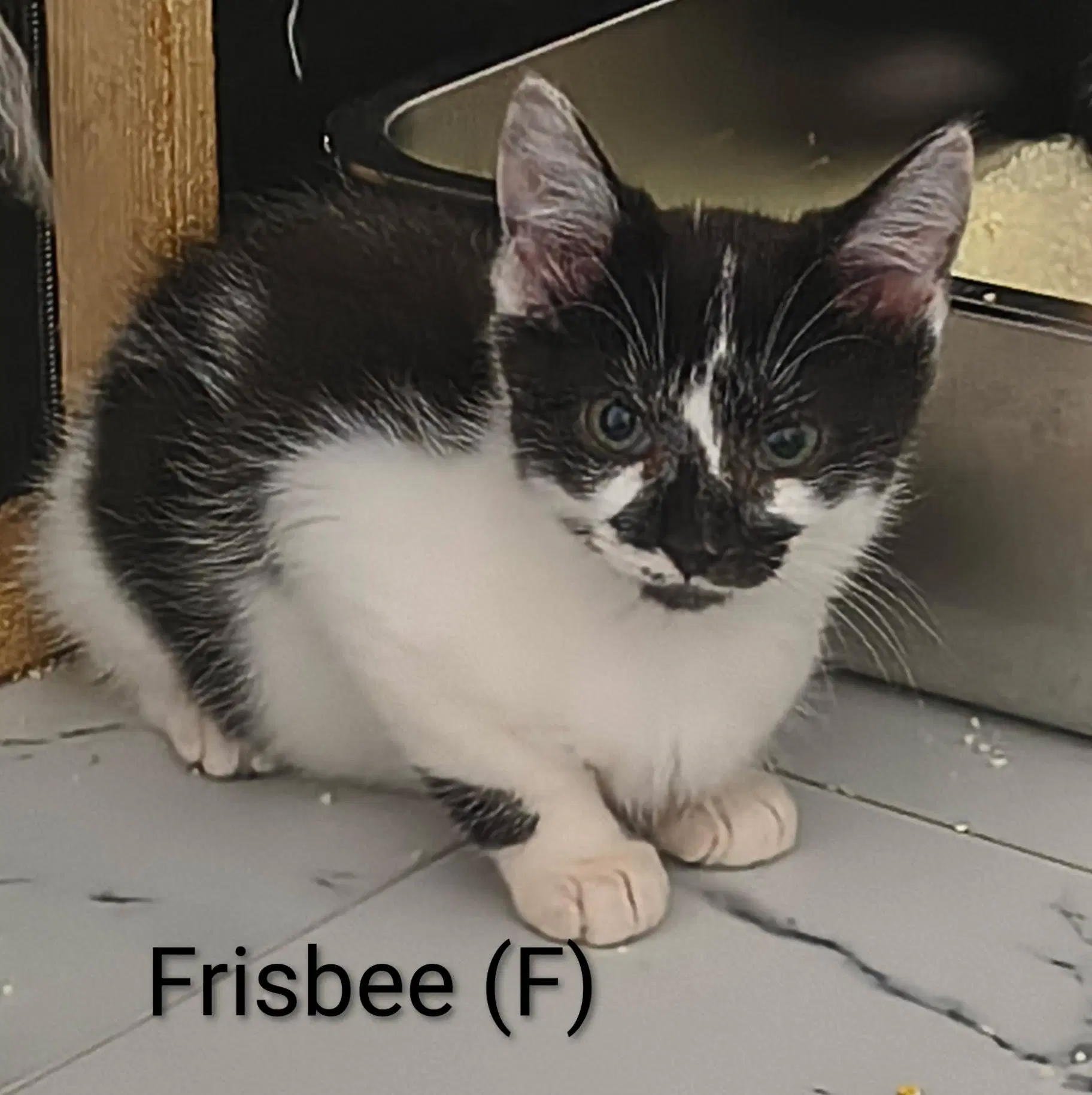 Frisbee - Domestic Short Hair