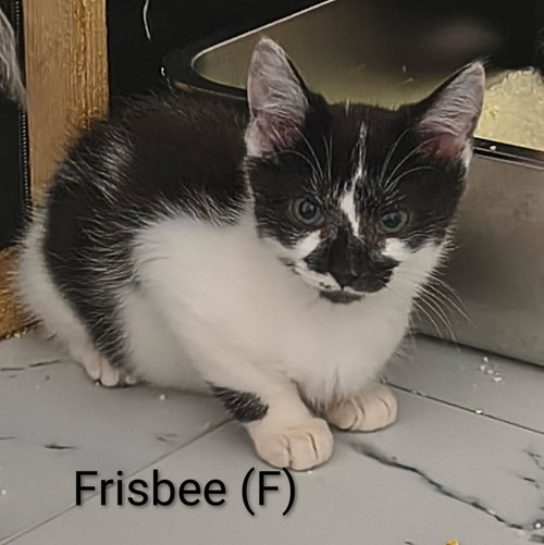 Frisbee, a cat for adoption from Cast Aside To Survive Inc