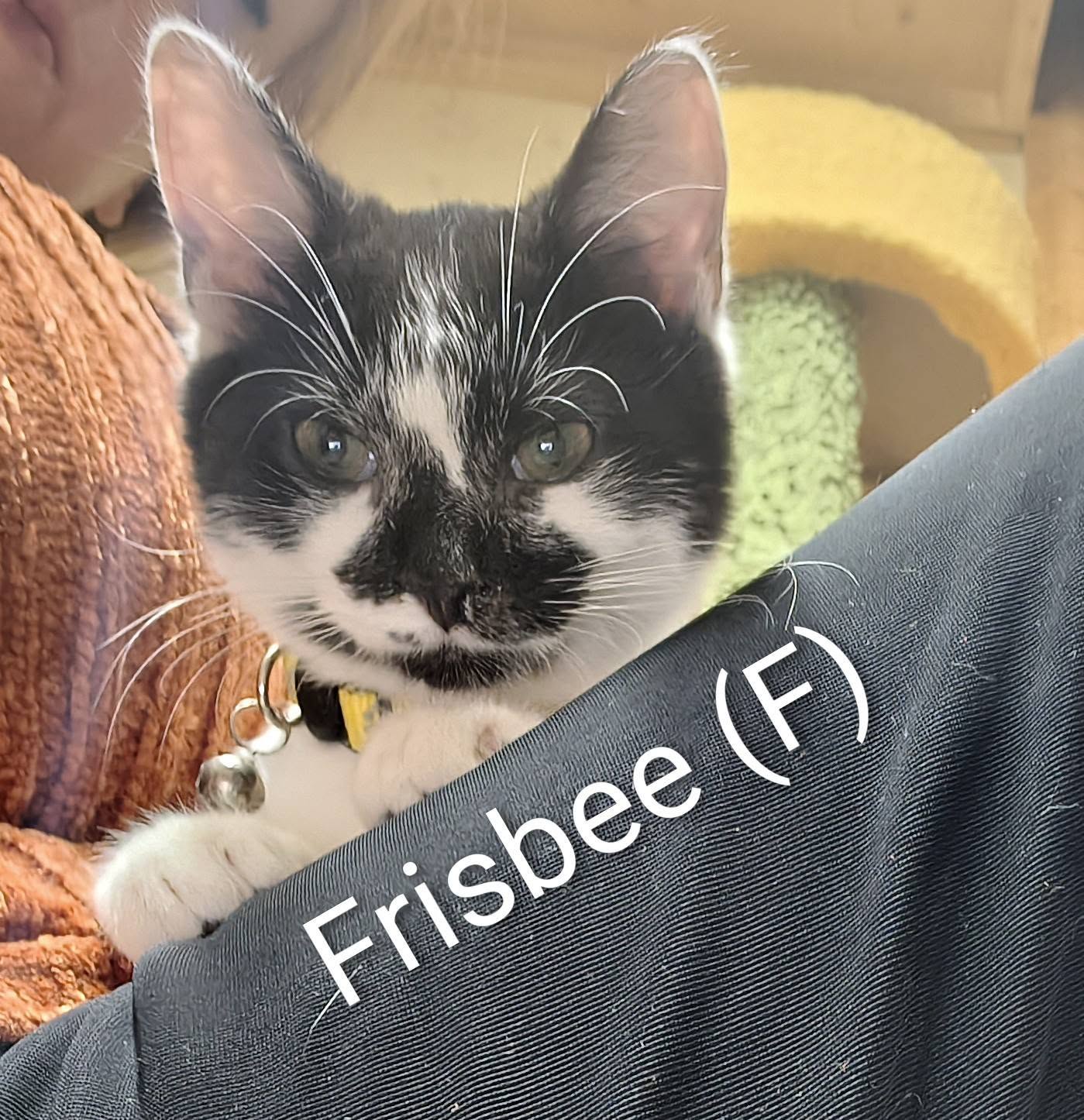 Frisbee
