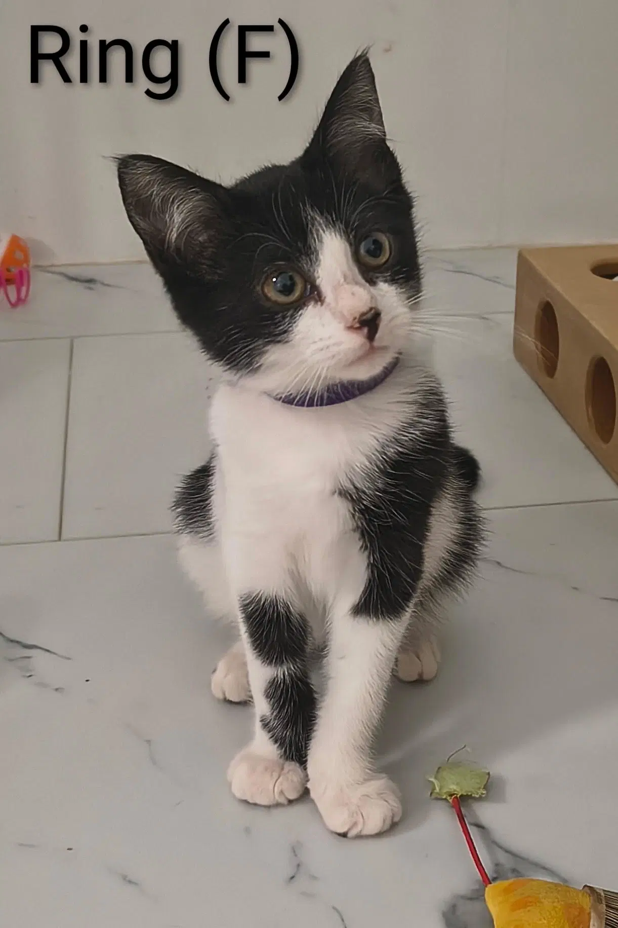 Ring - Domestic Short Hair