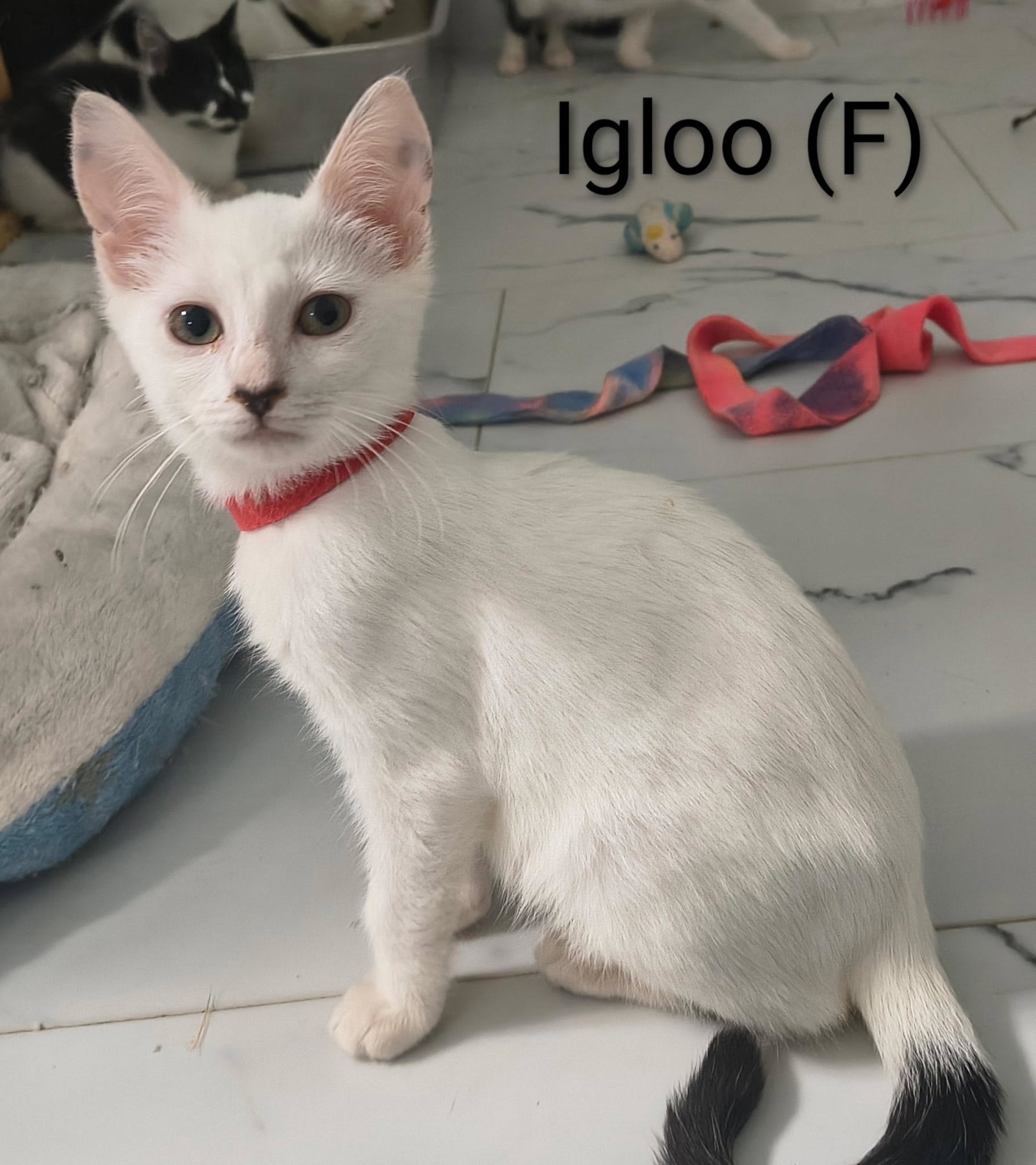 Igloo, Domestic Short Hair