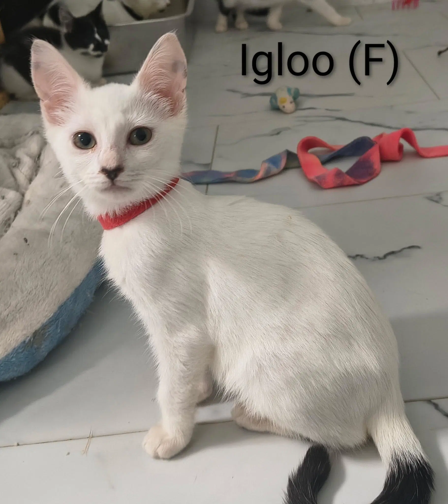 Igloo - Domestic Short Hair