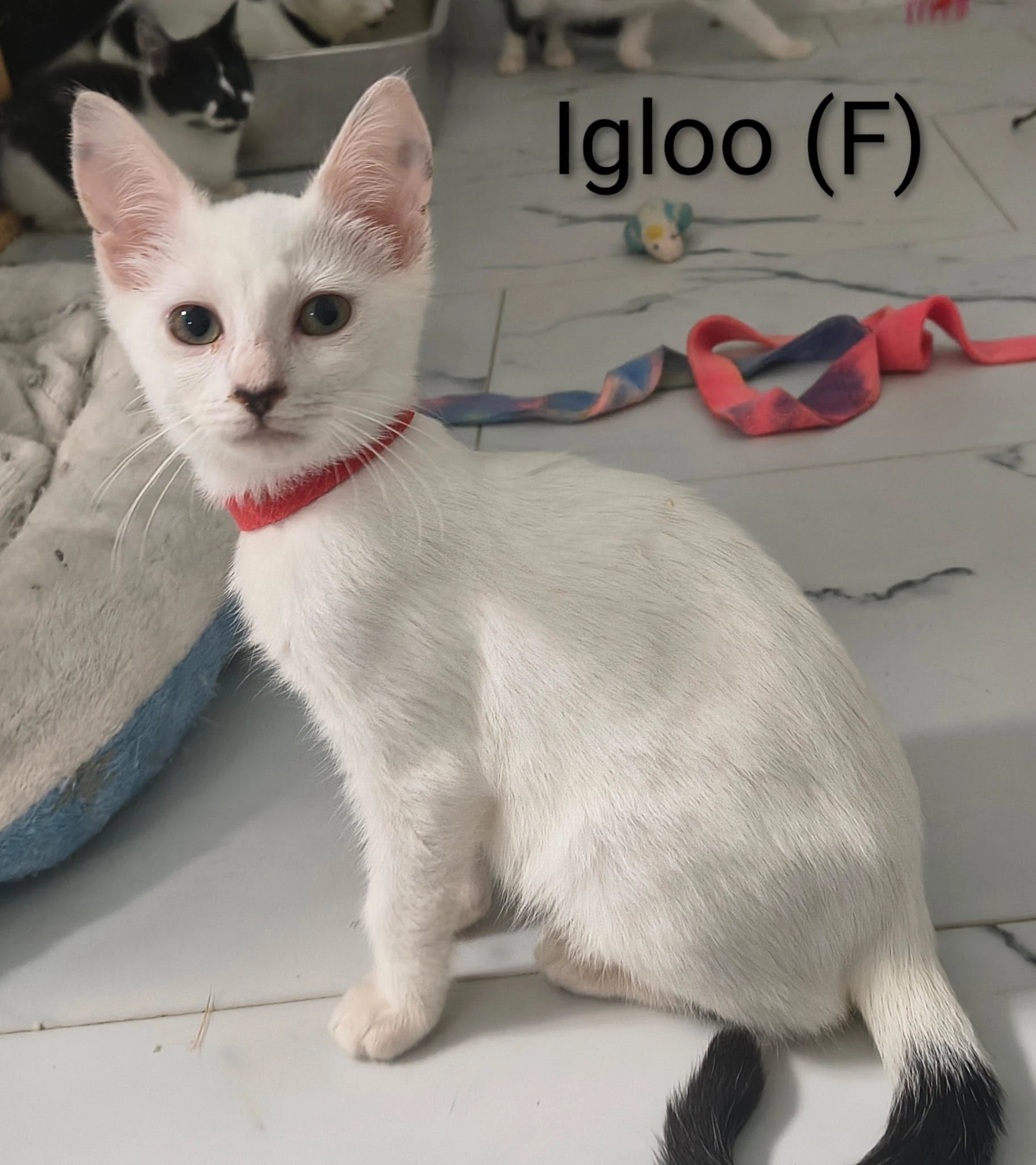 Igloo