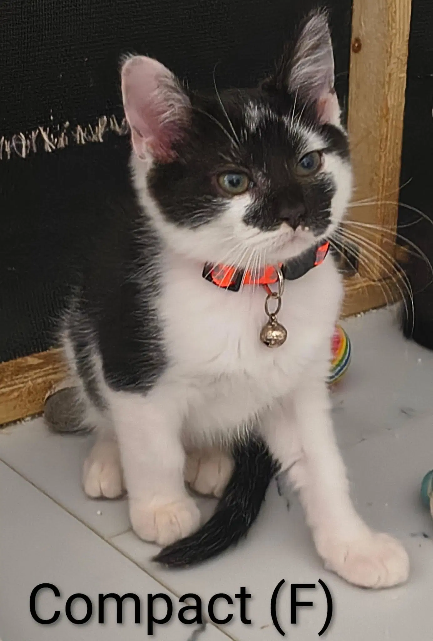 Compact - Domestic Short Hair