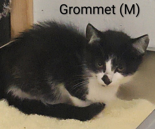 Grommet, a cat for adoption from Cast Aside To Survive Inc