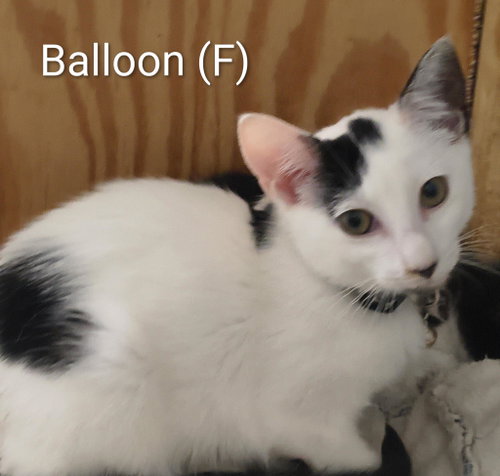 Balloon, a cat for adoption from Cast Aside To Survive Inc