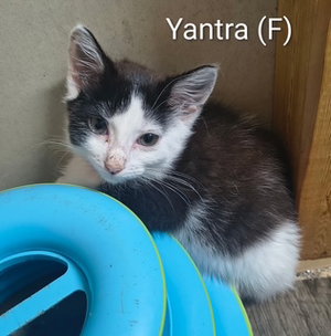Yantra, photo 2