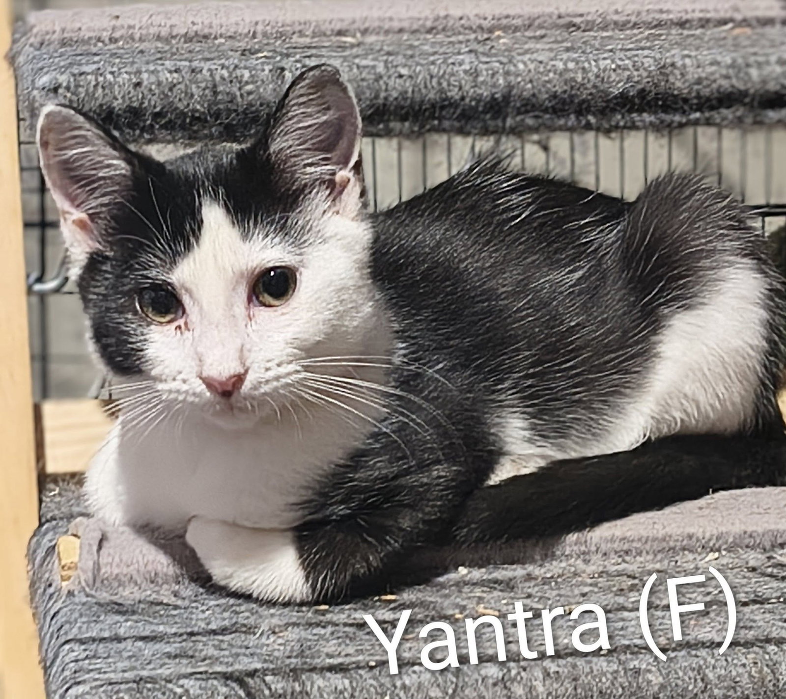 Yantra