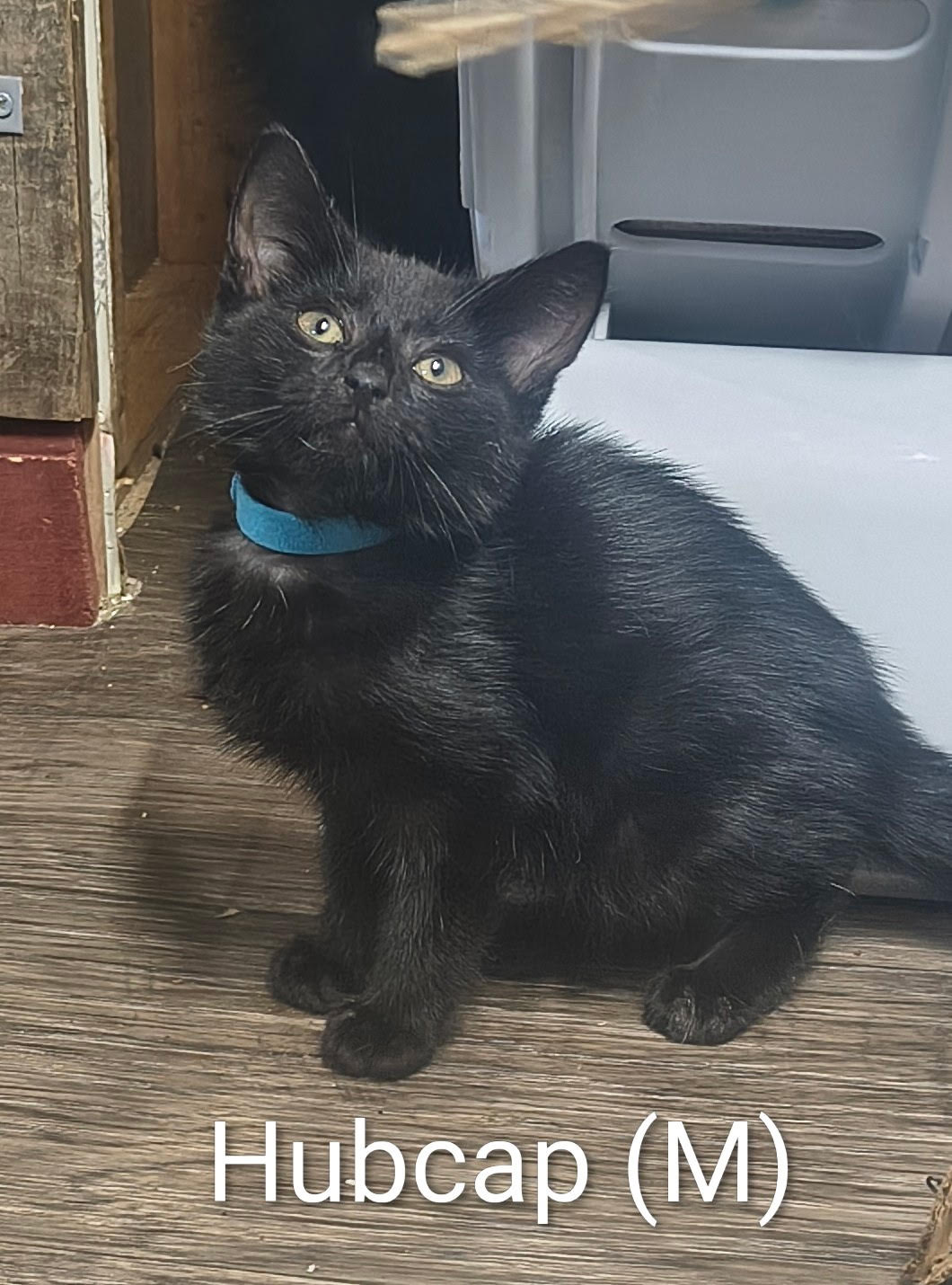 Hubcap, Domestic Short Hair