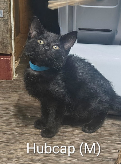 Hubcap, a cat for adoption from Cast Aside To Survive Inc