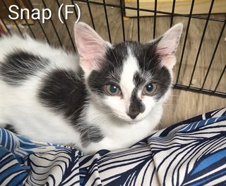 Snap, Domestic Short Hair