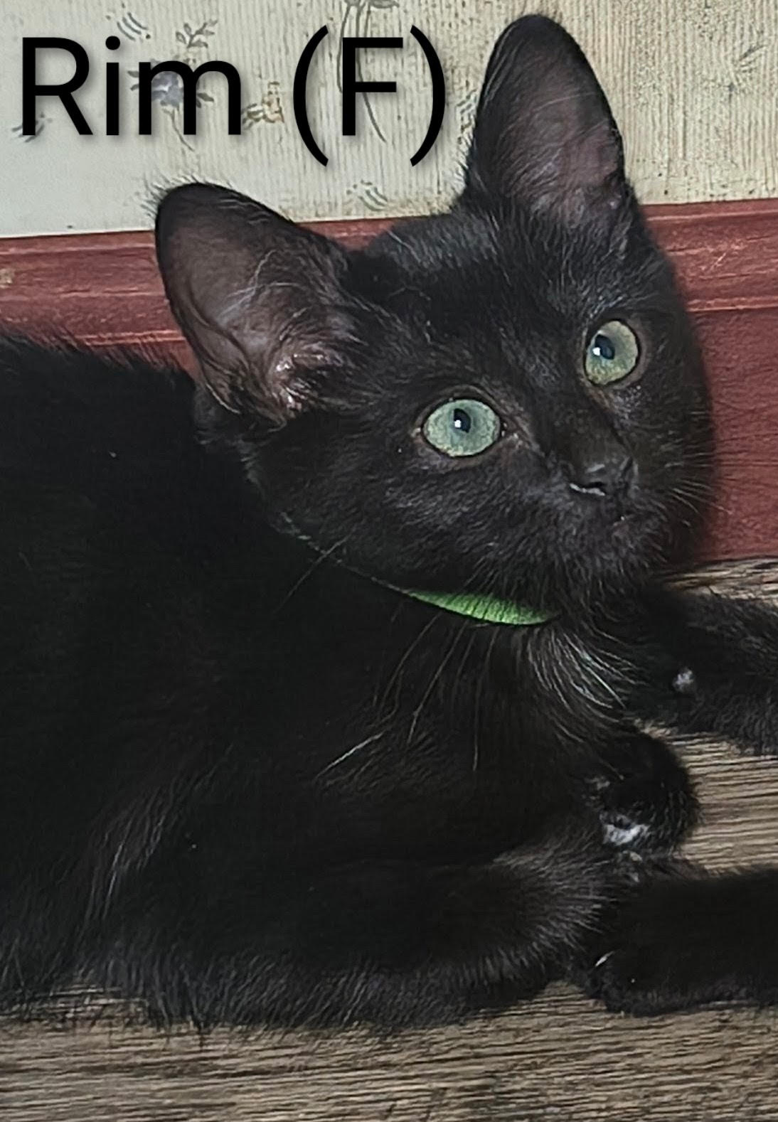 Rim, Domestic Short Hair