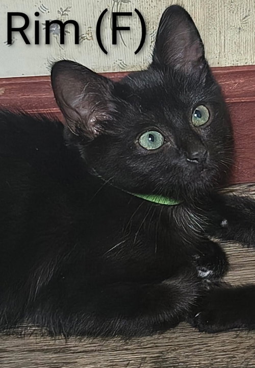 Rim, a cat for adoption from Cast Aside To Survive Inc