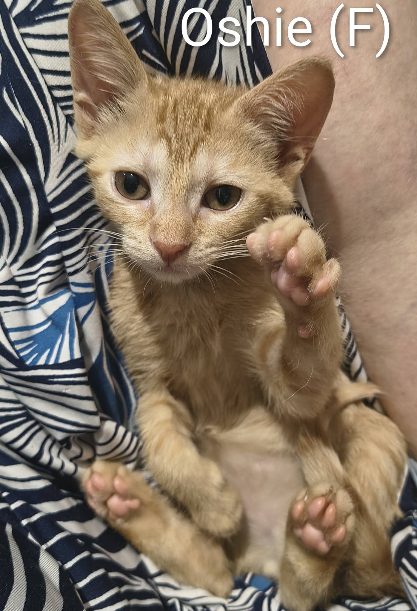 Oshie, Tabby