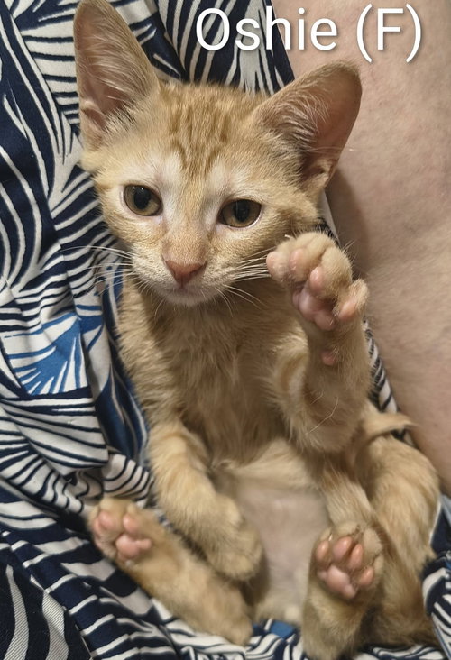 Oshie, a cat for adoption from Cast Aside To Survive Inc