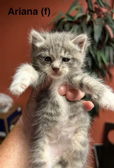 Ariana - Tabby