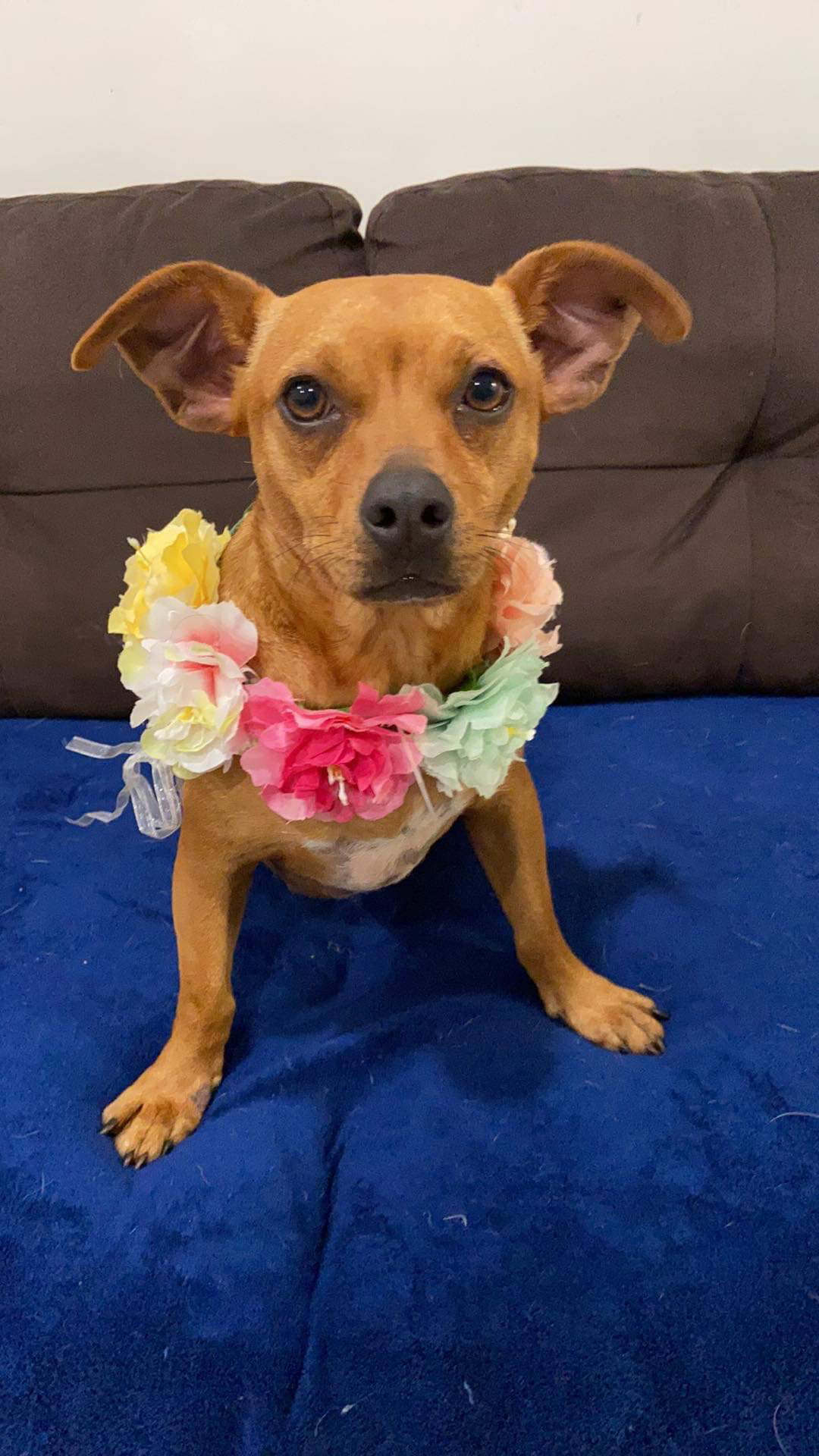 Dog for Adoption Canela, a Dachshund in San Luis Obispo County, CA