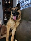 adoptable Dog in garner, NC named Finn