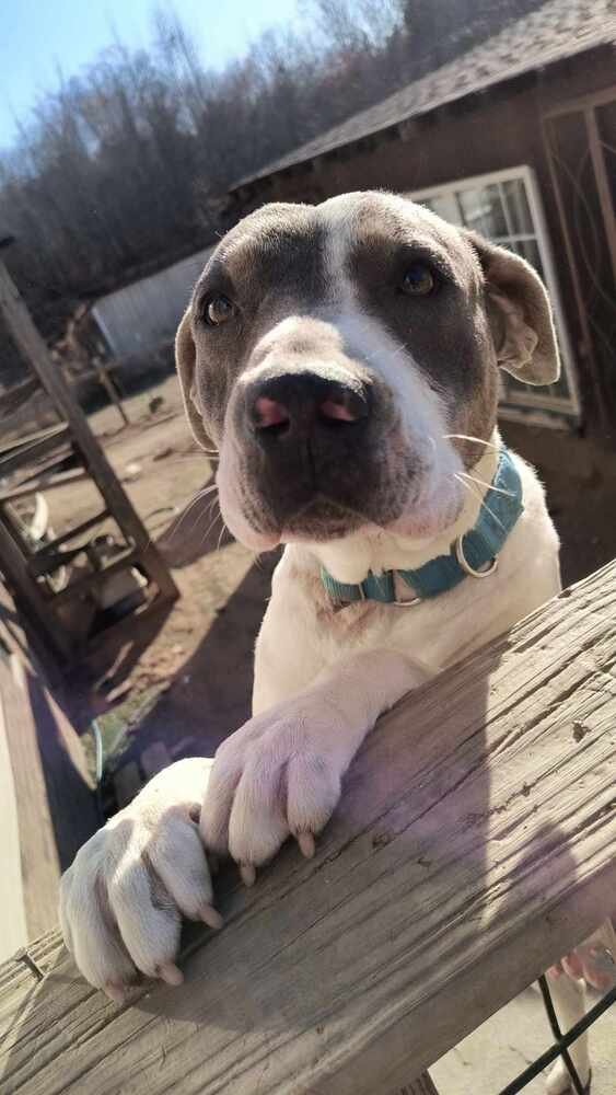 adoptable Dog in Garner, NC named Comet
