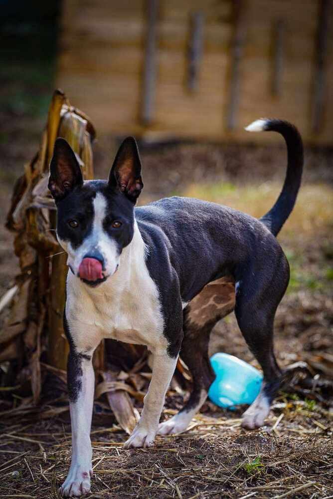 adoptable Dog in Garner, NC named Lavender