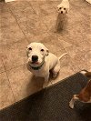 adoptable Dog in garner, nc, NC named Opal