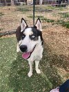 adoptable Dog in garner, NC named Anooka