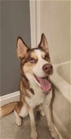 adoptable Dog in garner, nc, NC named Koda