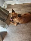 adoptable Dog in garner, NC named Suki
