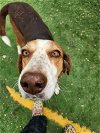 adoptable Dog in garner, NC named Ferdinanne
