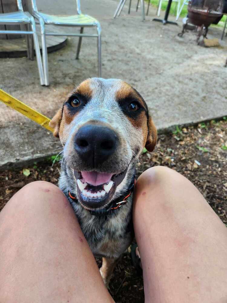 adoptable Dog in Garner, NC named Stitches