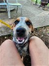adoptable Dog in garner, NC named Stitches