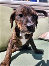 adoptable Dog in garner, NC named Jade