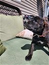 adoptable Dog in garner, NC named Ruby