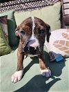 adoptable Dog in garner, NC named Amethyst