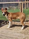 adoptable Dog in garner, NC named Emmylou