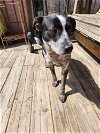 adoptable Dog in garner, nc, NC named Loretta