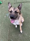 adoptable Dog in garner, NC named Sheba