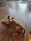 adoptable Dog in garner, NC named Roo