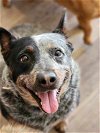 adoptable Dog in garner, NC named Fanny