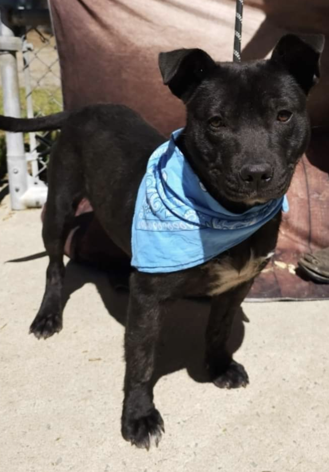 adoptable Dog in Garner, NC named Scotty