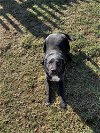 adoptable Dog in garner, NC named Asher
