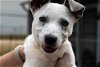adoptable Dog in garner, NC named Chippy
